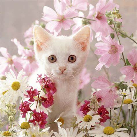 Cats and flowers8.jpeg