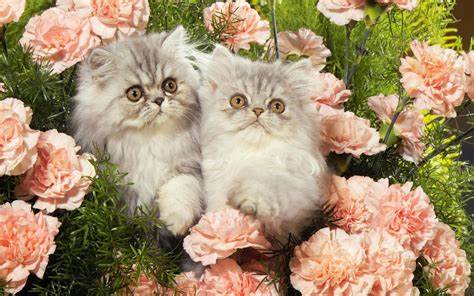 Cats and flowers9.jpeg