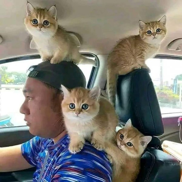 Cats in Car.jpg