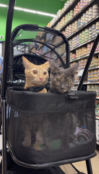 Cats in Cart.jpg