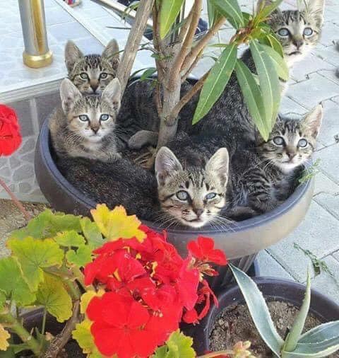 Cats in Flowerpot.jpg