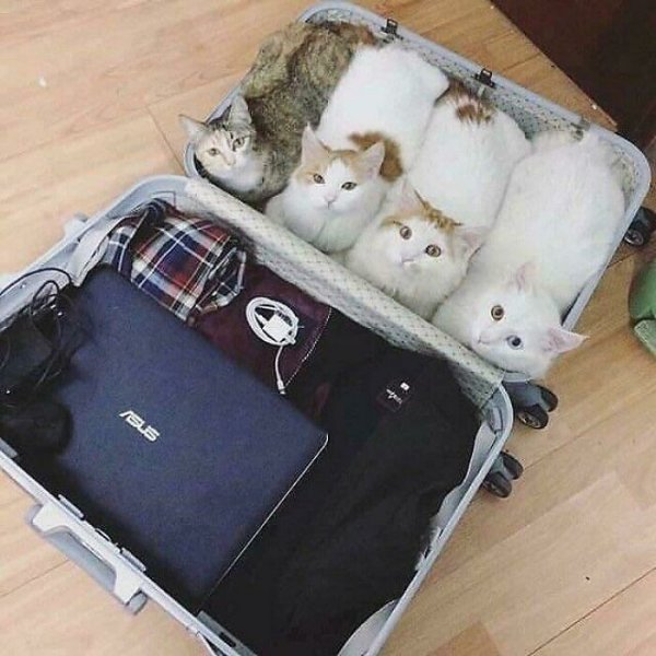 Cats in Suitcase.jpg