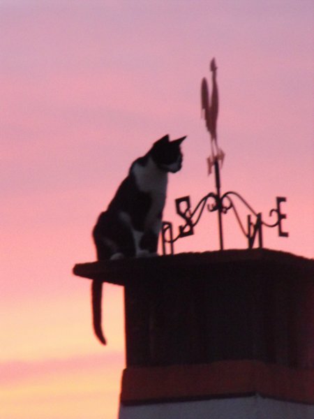 Cats in Sunset 4.JPG