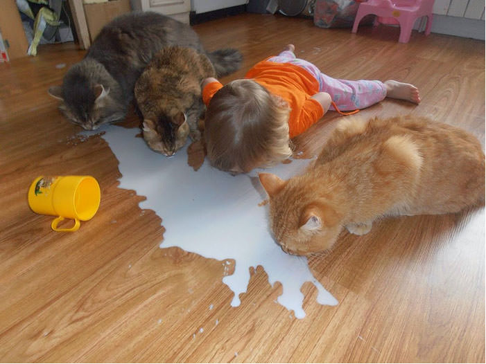 CATS LOVE MILK.png