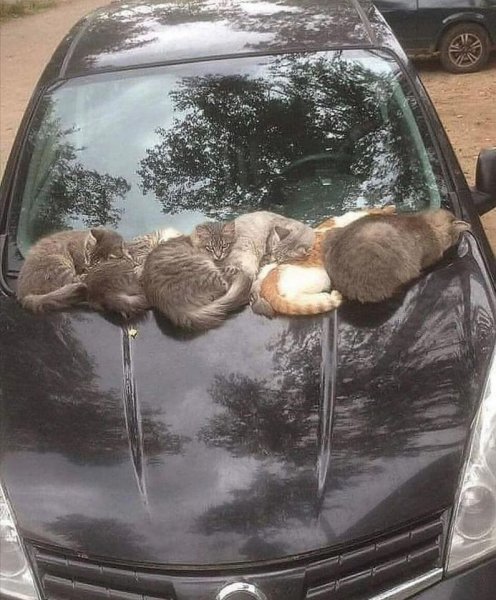 Cats on Car.jpg