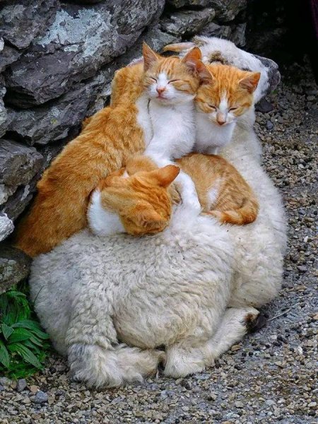 Cats on Sheep.jpg