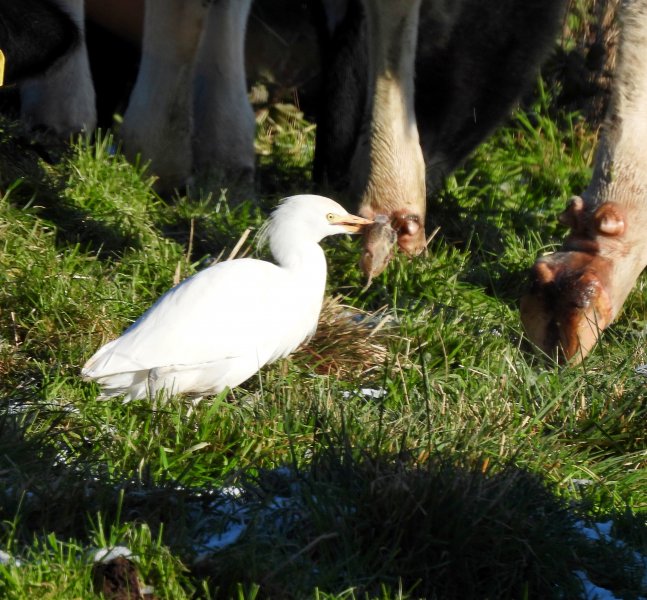 Cattle Egret -Wareham Common(7).JPG