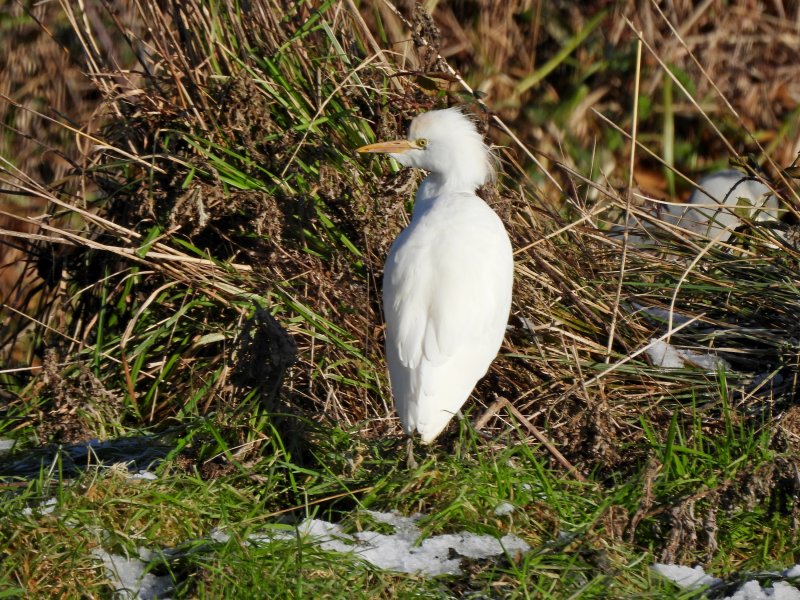 Cattle Egret -Wareham Common (8).JPG