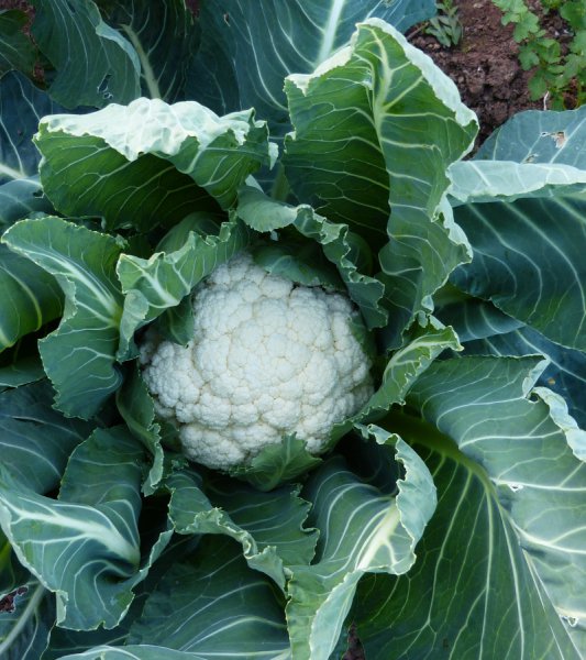 Cauliflower.JPG