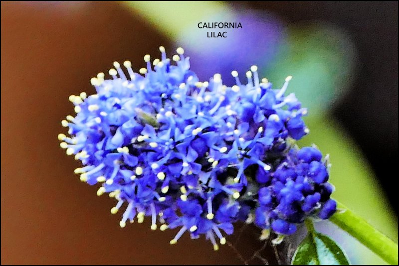 cCaliforna Lilac.jpg