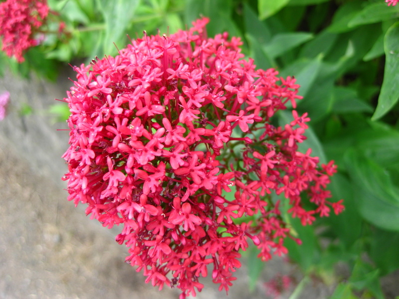 CENTRANTHUS  RUBER 13-06-2009 17-08-19.JPG