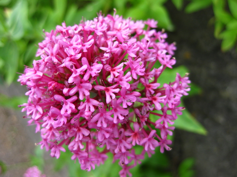 CENTRANTHUS  RUBER 13-06-2009 17-08-30.JPG