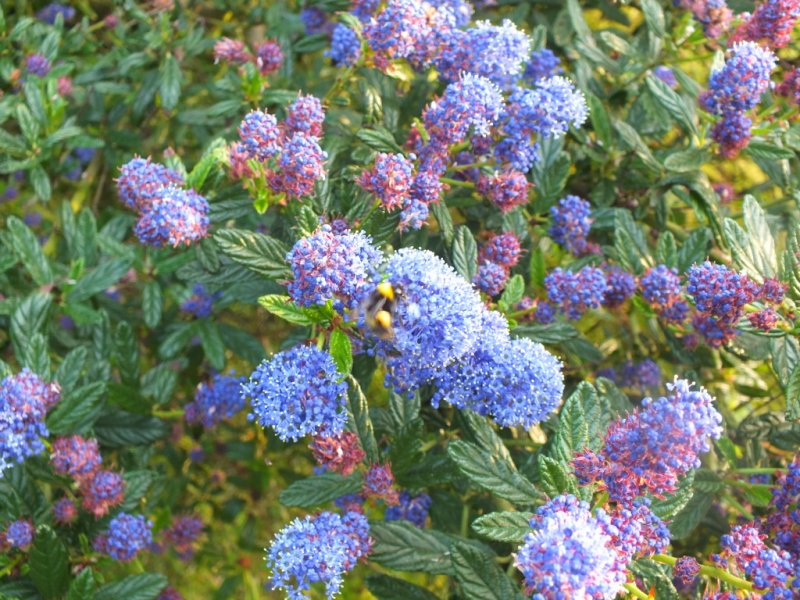 ceonothus.jpg