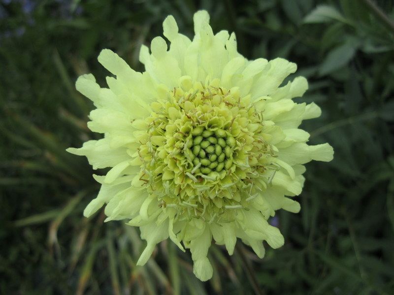 CEPHALARIA  GIGANTEA 29-06-2013 14-37-07.JPG