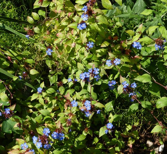 Ceratostigma willmottianum 1.JPG