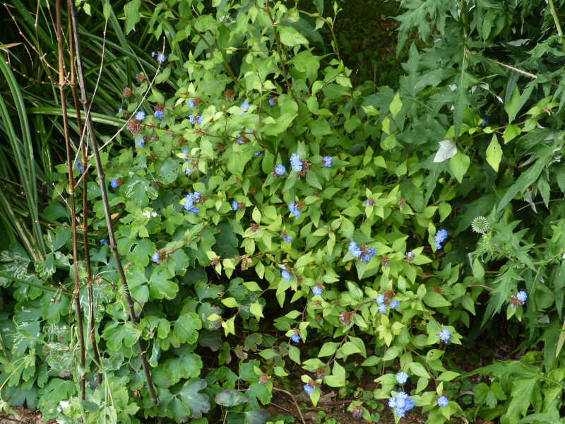 Ceratostigma willmottianum.JPG