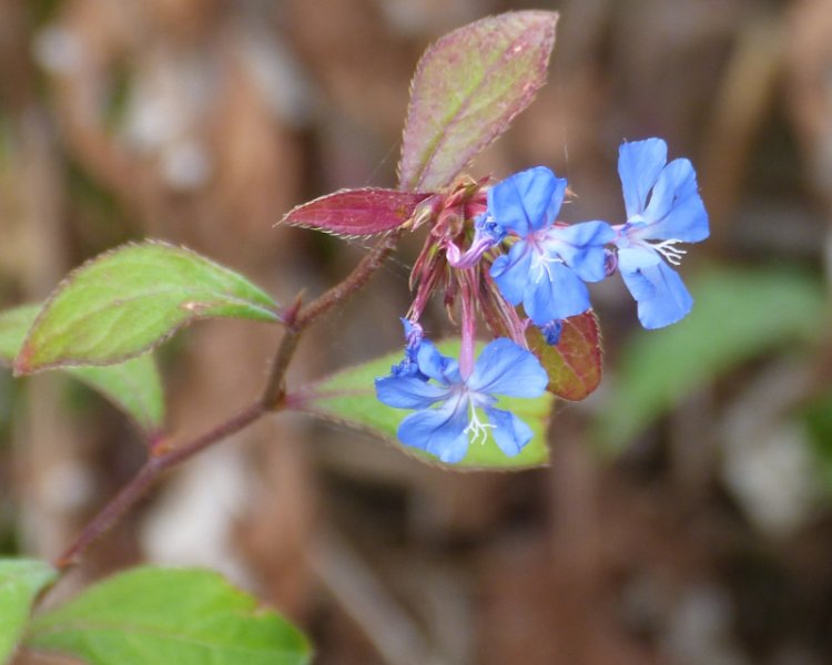 Ceratostigma willmottianum.JPG