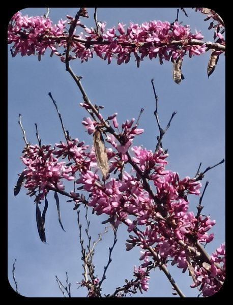 Cercis 12 Mar 23.jpg