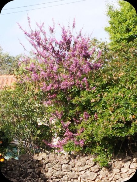 Cercis3 13 Mar 24.jpg