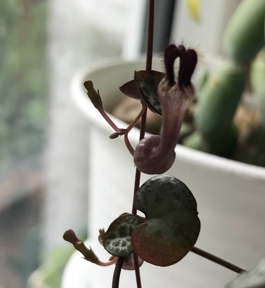 ceropegia.jpg