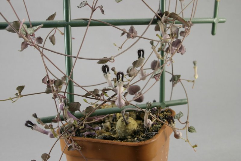 Ceropegia woodii-3.jpg