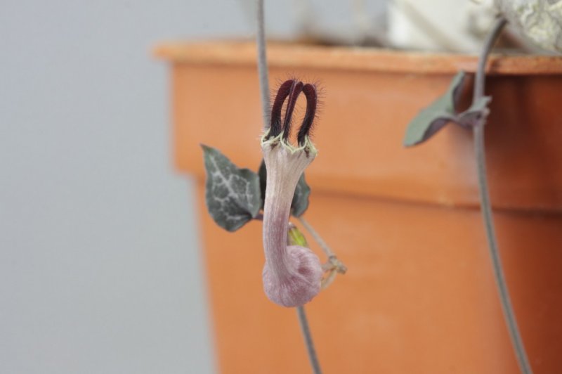 Ceropegia woodiii-2.jpg