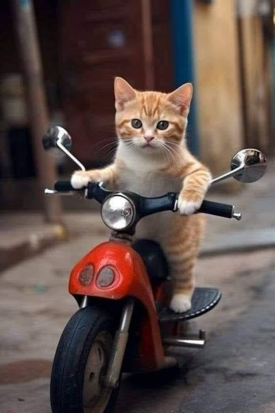 CGood Morning Cat on Bike.jpg