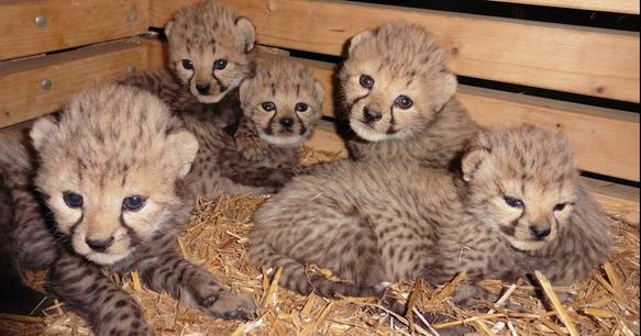 Cheetah Cubs.jpeg