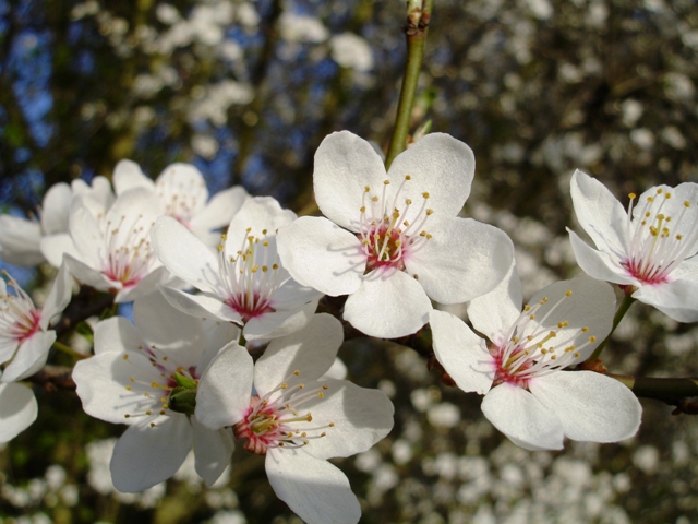 Cherry blossom.jpg