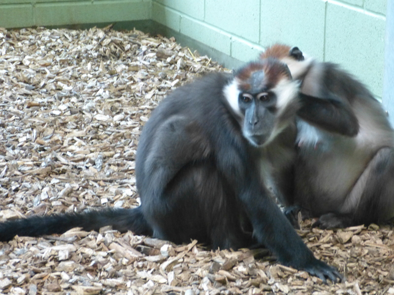 Cherry Crested Mangabey (1).JPG