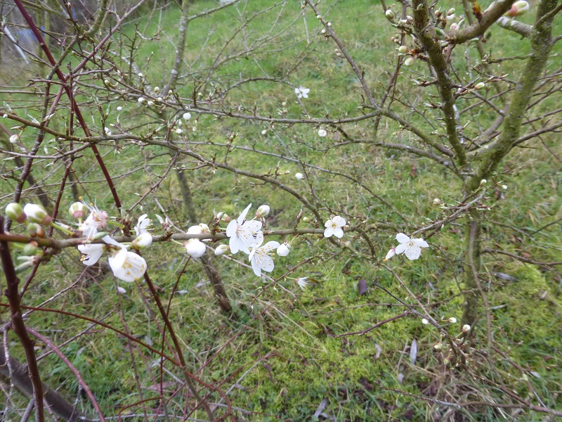 Cherry Plums Jan.jpg