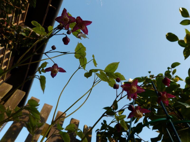 Cherry tree and Epimedium 004.JPG