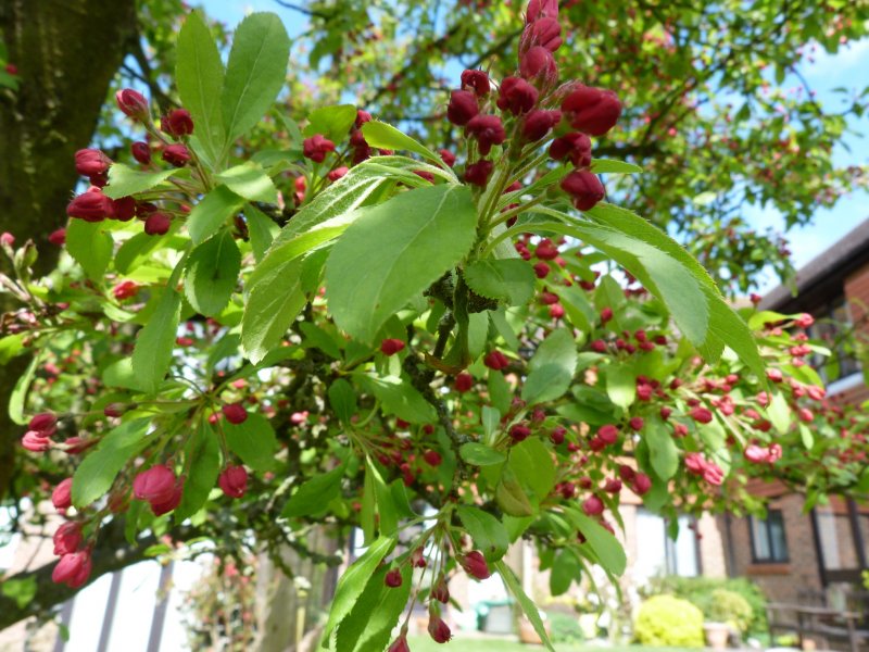 Cherry trees    5  5 2013 009.JPG