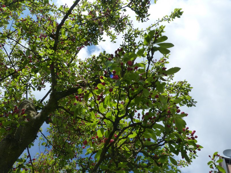 Cherry trees    5  5 2013 011.JPG