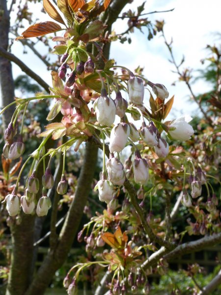 Cherry trees    5  5 2013 015.JPG