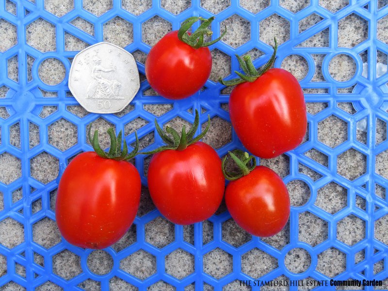 cherry_tomato_07.jpg