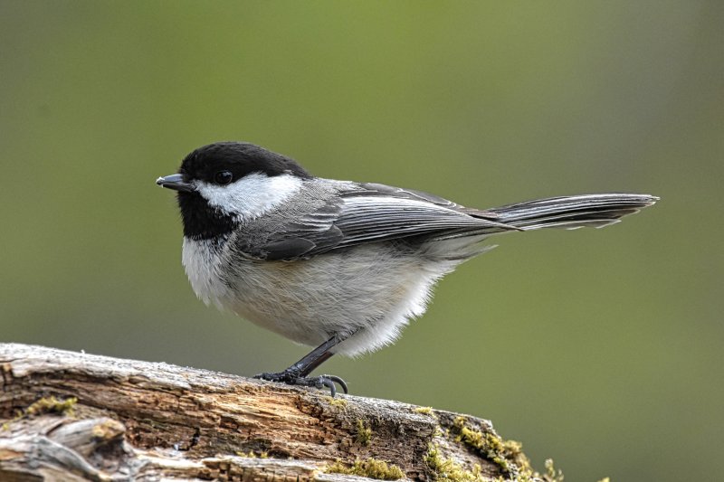 Chickadee.JPG