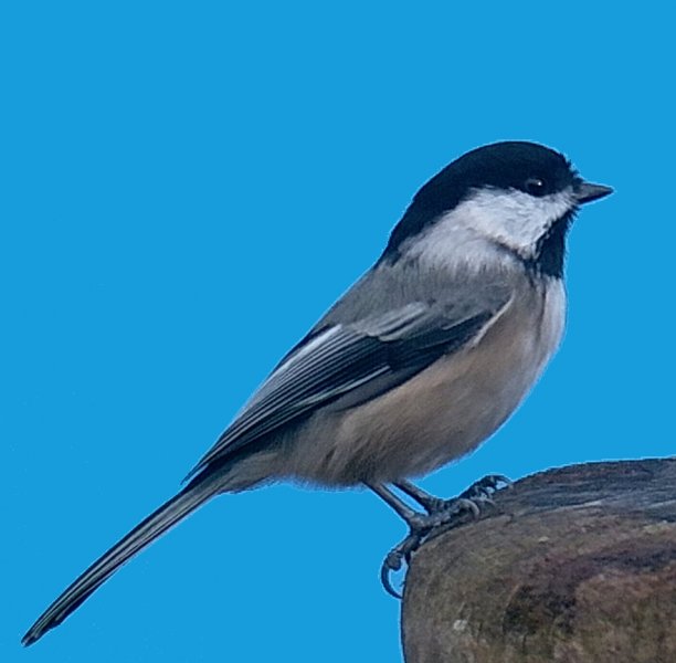 chickadee.jpg