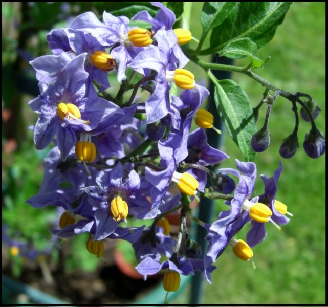 Chilean Potato Vine.jpg