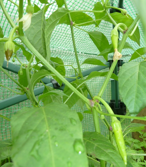 chillies may7.jpg