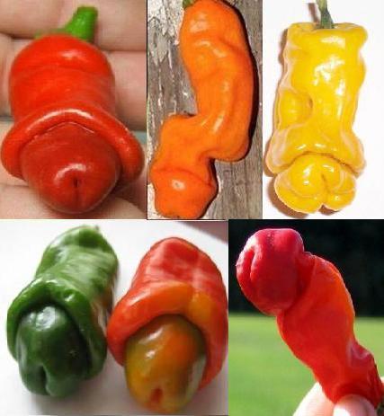 chilly-willy-peppers.jpg