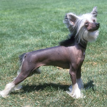 chinese-crested-hairless.jpg