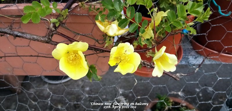 'Chinese rose' flowering on balcony 25th April 2022 002.jpg