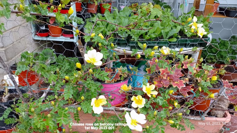 Chinese rose on balcony railings 1st May 2023 001.jpg