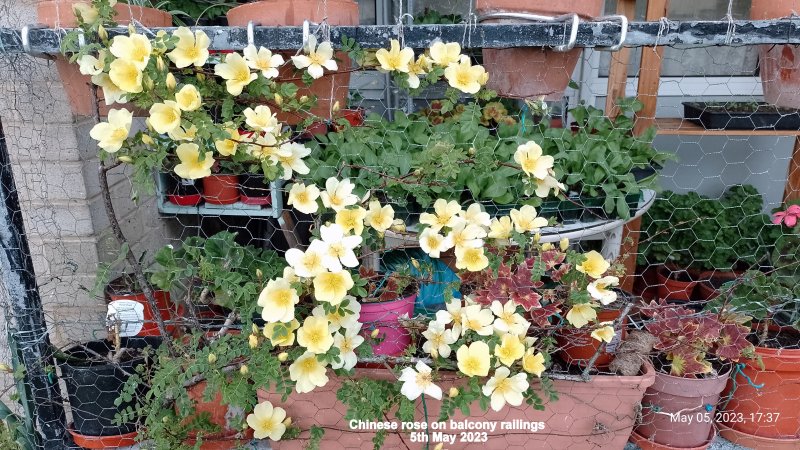 Chinese rose on balcony railings 5th May 2023 000.jpg