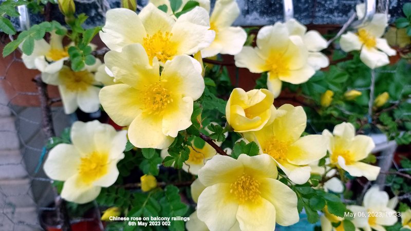 Chinese rose on balcony railings 6th May 2023 002.jpg