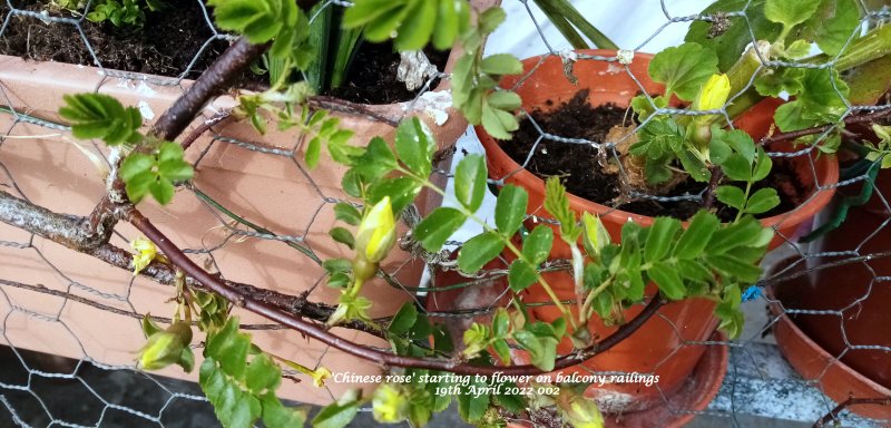 'Chinese rose' starting to flower on balcony railings 19th April 2022 002.jpg