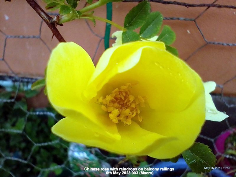 Chinese rose with raindrops on balcony railings 6th May 2023 003 (Macro).jpg