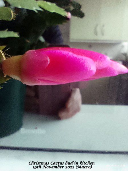 Christmas Cactus bud in kitchen 19th November 2022 (Macro).jpg