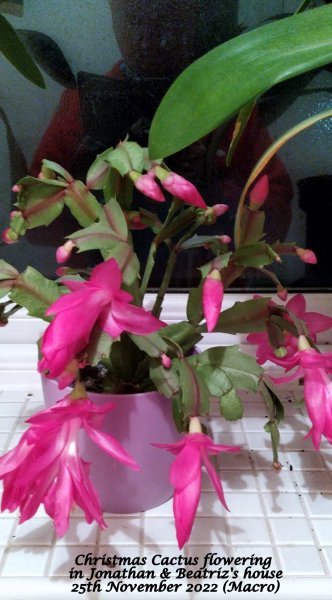 Christmas Cactus flowering in Jonathan & Beatriz's house 25th November 2022 (Macro).jpeg